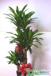 開業(yè)慶典一體化解決方案 從鮮花禮儀到場地布置的全程策劃